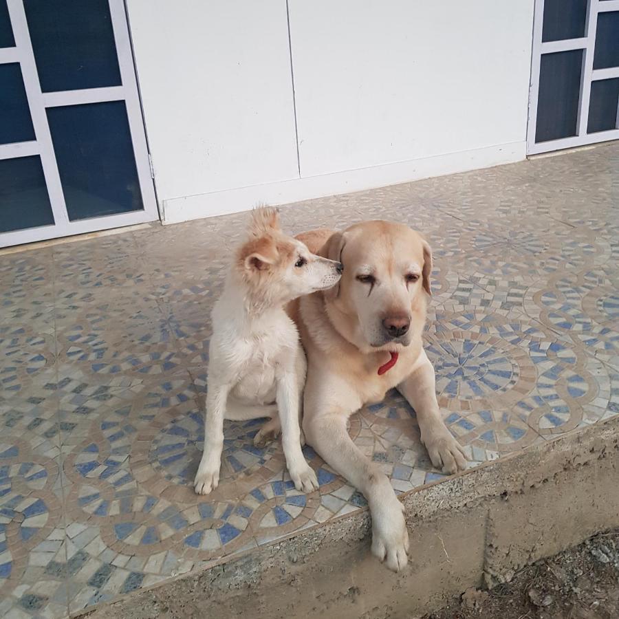 A Dog'S Story, Jaipur Panzió Kültér fotó