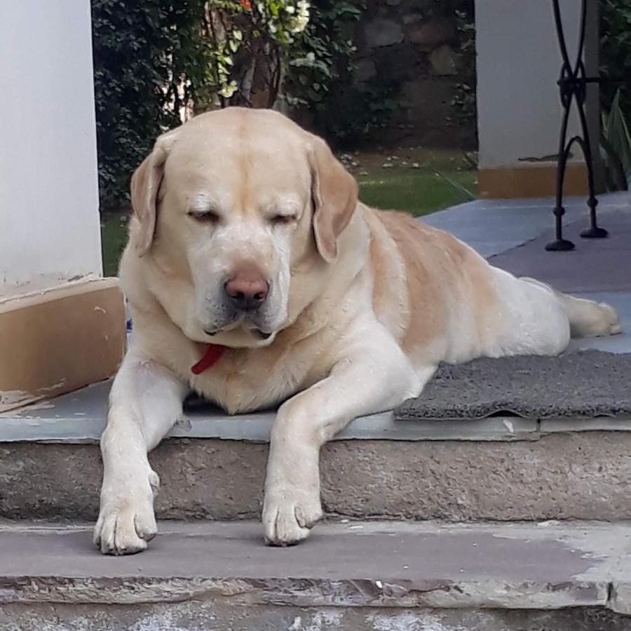 A Dog'S Story, Jaipur Panzió Kültér fotó