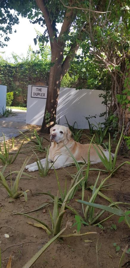 A Dog'S Story, Jaipur Panzió Kültér fotó